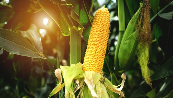 Maize