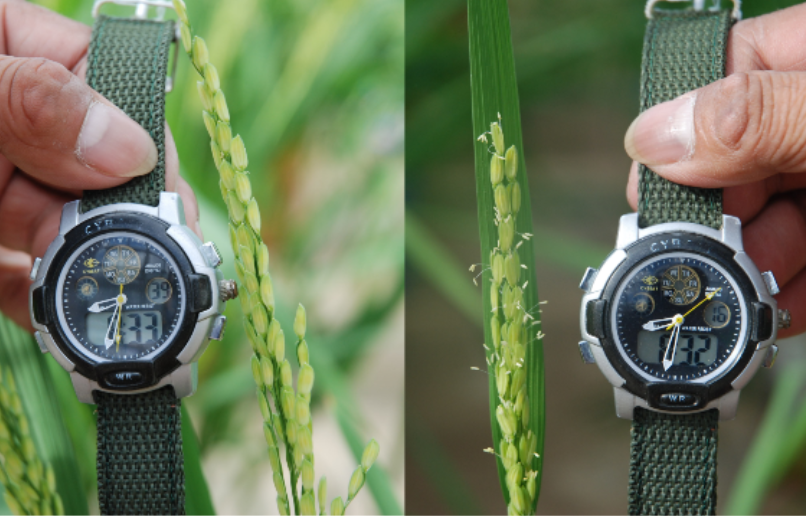 Scientists discovered new gene to help rice escape heat and protect yields