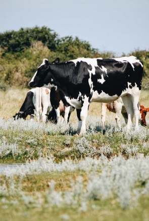 cows